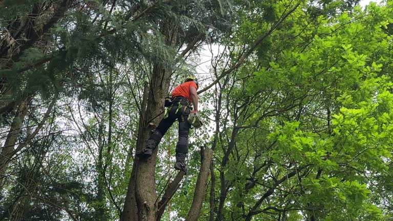 Reliable Magnolia, OH Tree Removal and Landscaping Services Solutions